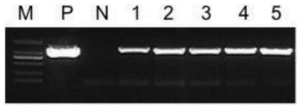 Bt protein as well as coding gene and application thereof