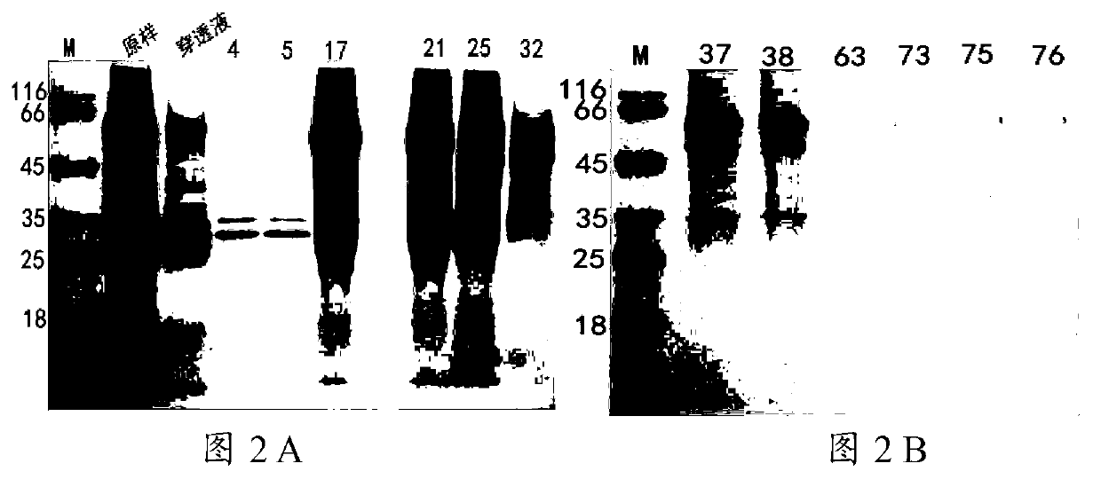 Bombyx natural immune protein Hemolin and purifying method thereof