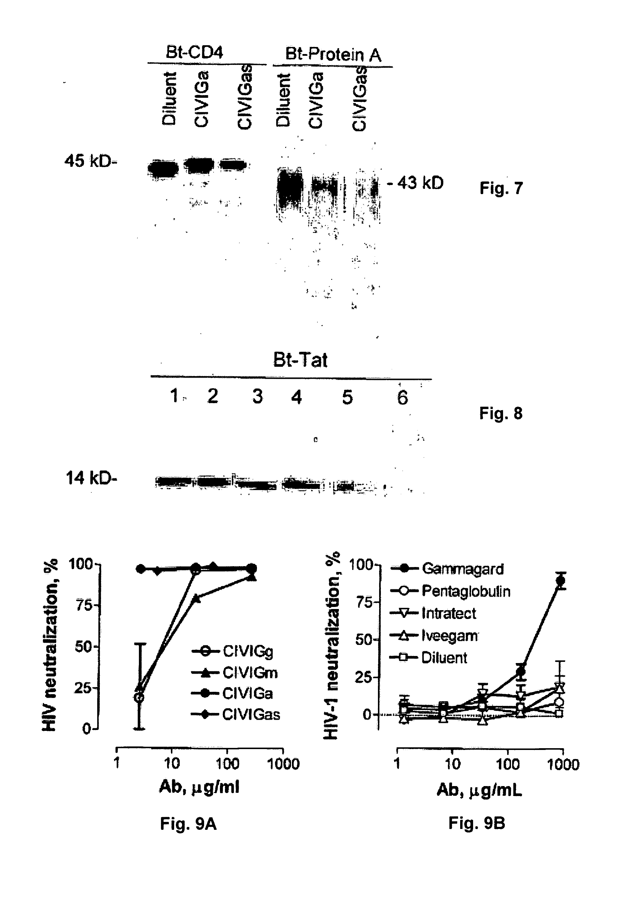 Catalytic Immunoglobulins BBK32 and Uses Therefor