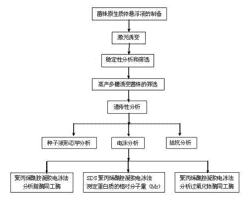 Strain used for fermenting rice bran and wheat bran extracts for producing grifolan