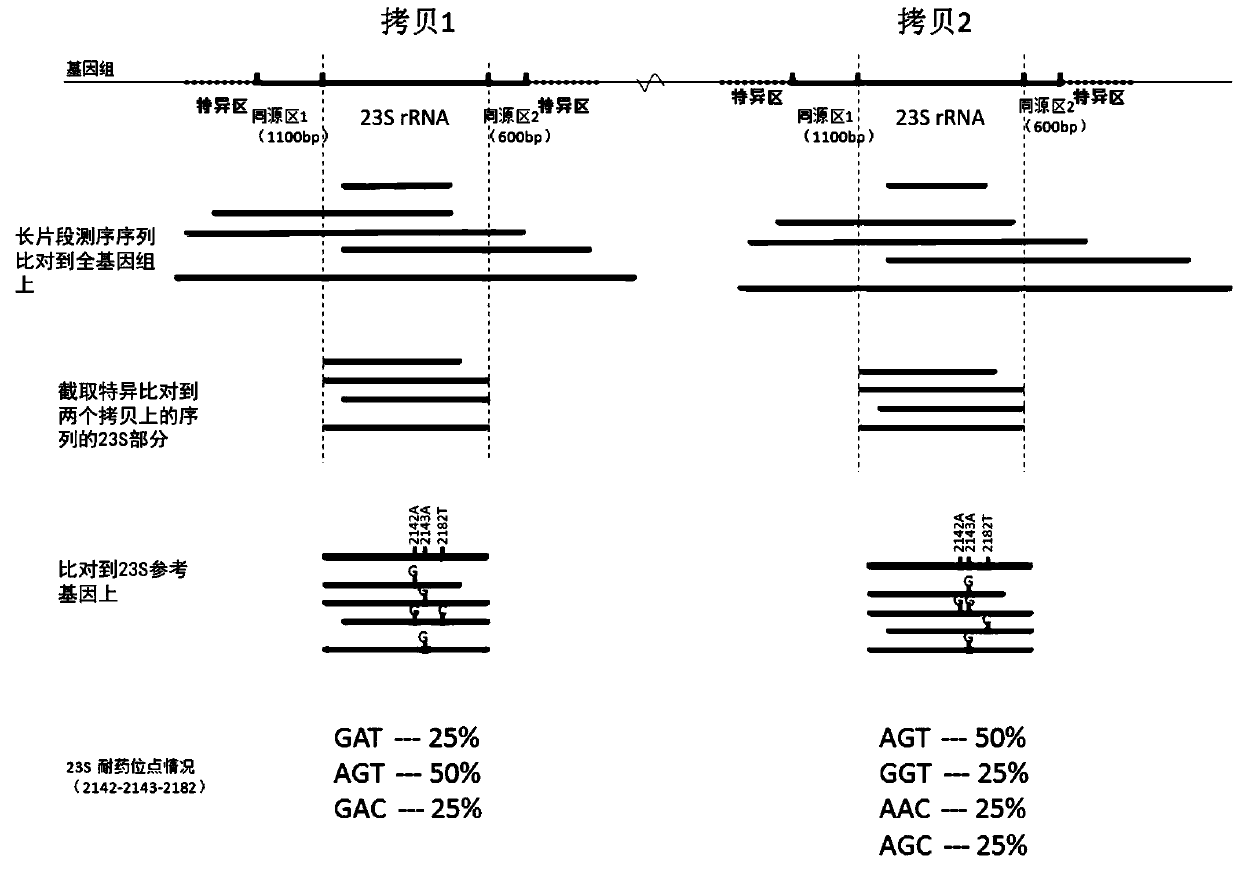 Detection method for helicobacter pylori 23S rRNA (Ribosomal Ribonucleic Acid) gene drug-resistant mutation, and application of detection method