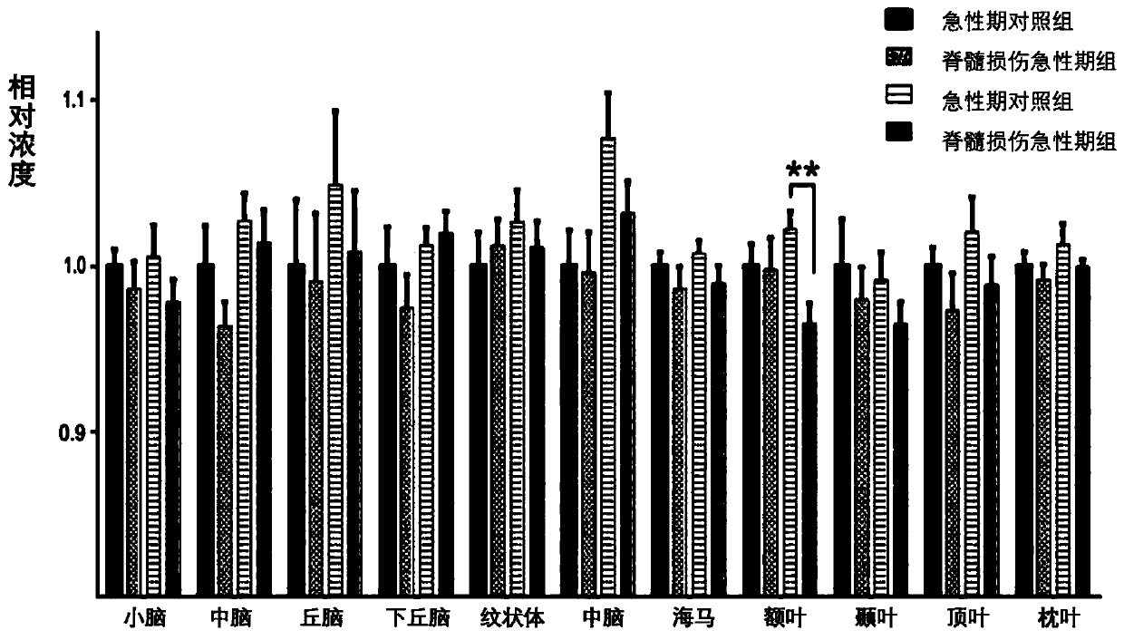 Method for calculating metabolic levels of different brain regions after spinal cord injury by &lt;13&gt;C labeled glucose