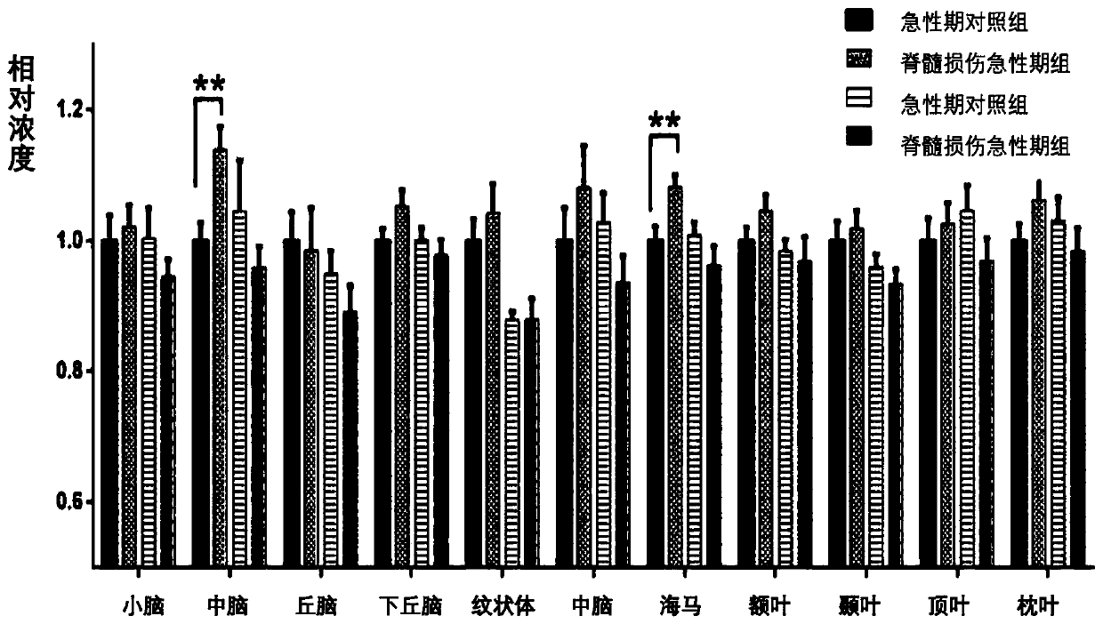 Method for calculating metabolic levels of different brain regions after spinal cord injury by &lt;13&gt;C labeled glucose