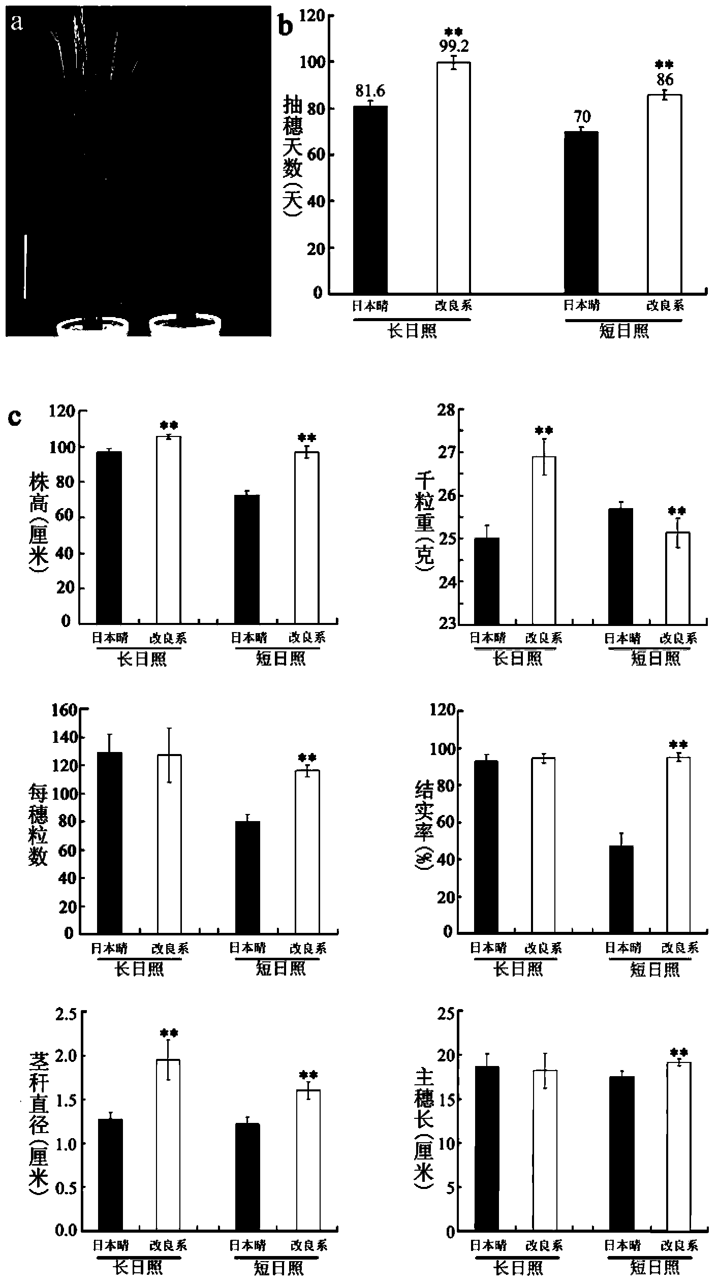 Paddy Hd-q gene and application thereof in cultivation of paddy with wide applicability