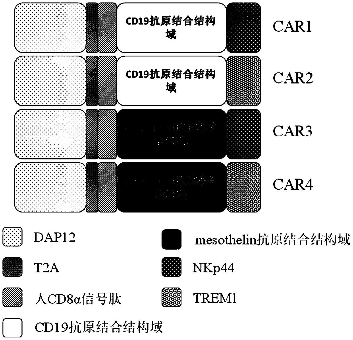 Use of Novel Chimeric Antigen Receptor Modified T Cells for Cancer Therapy