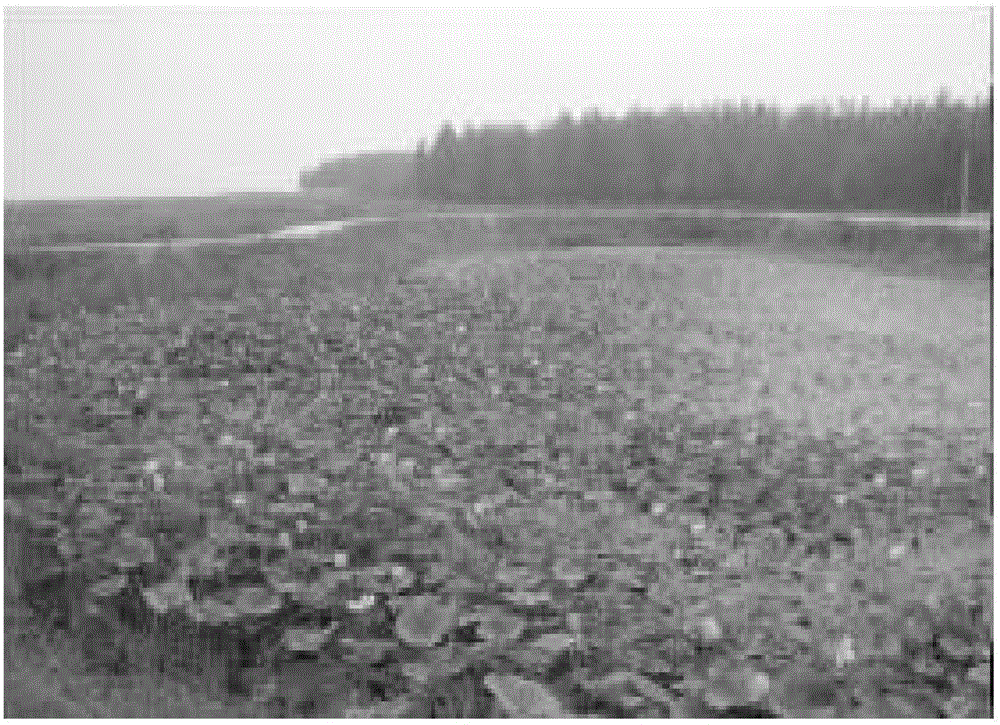 Method for quickly building lotus landscape on degraded saline-alkali soil through lotus seeds