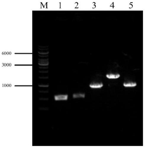 Genetically engineered bacterium for producing L-valine with high yield and establishment method and application of genetically engineered bacterium