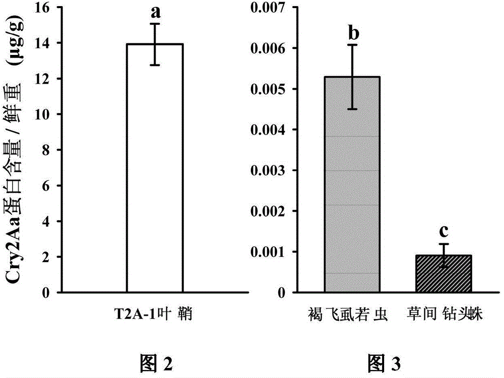 Safety evaluation method of transgenic insect-resistant rice against predatory natural enemy Auranthus praecox
