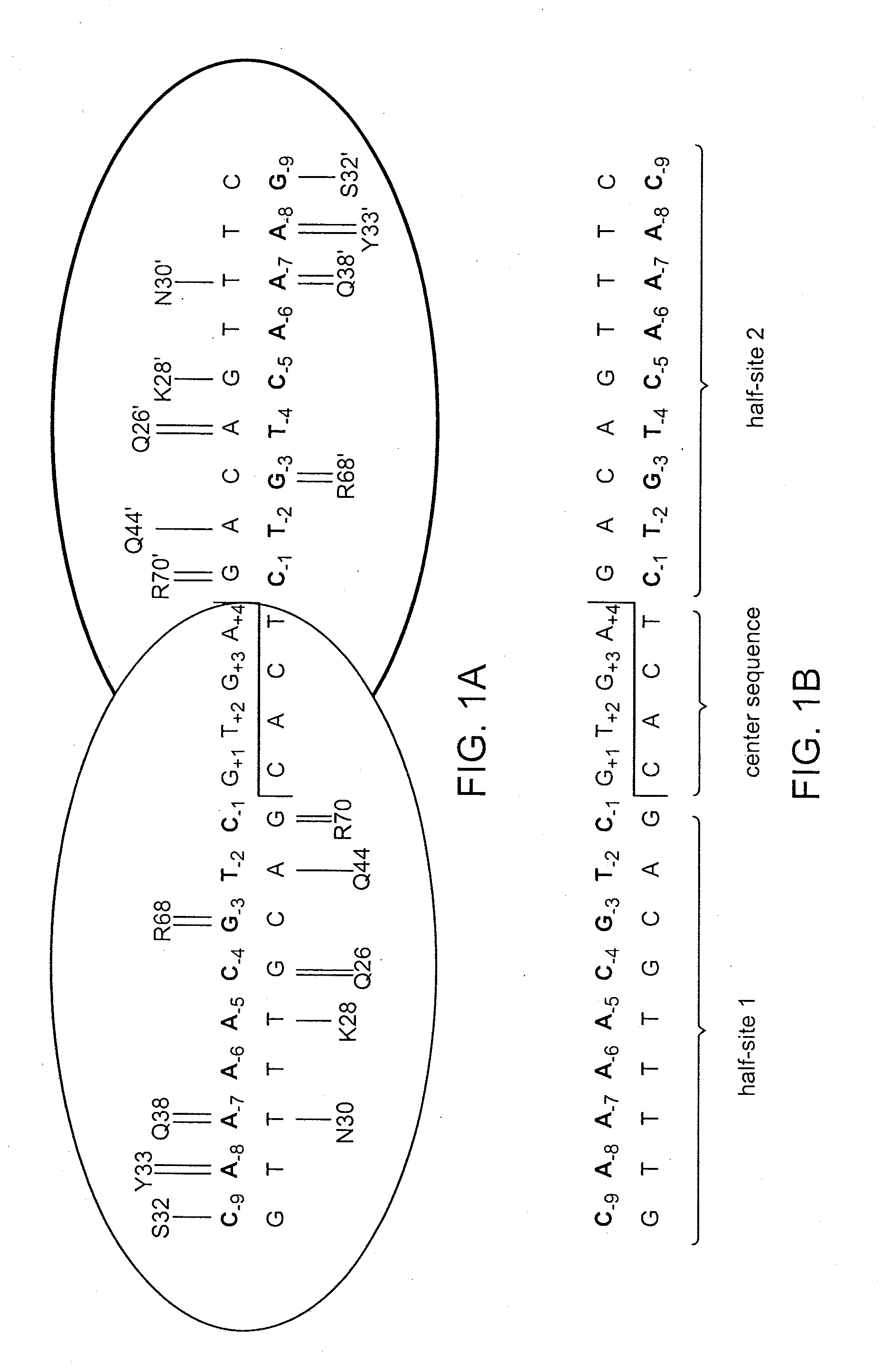 Recognition sequences for i-crei-derived meganucleases and uses thereof