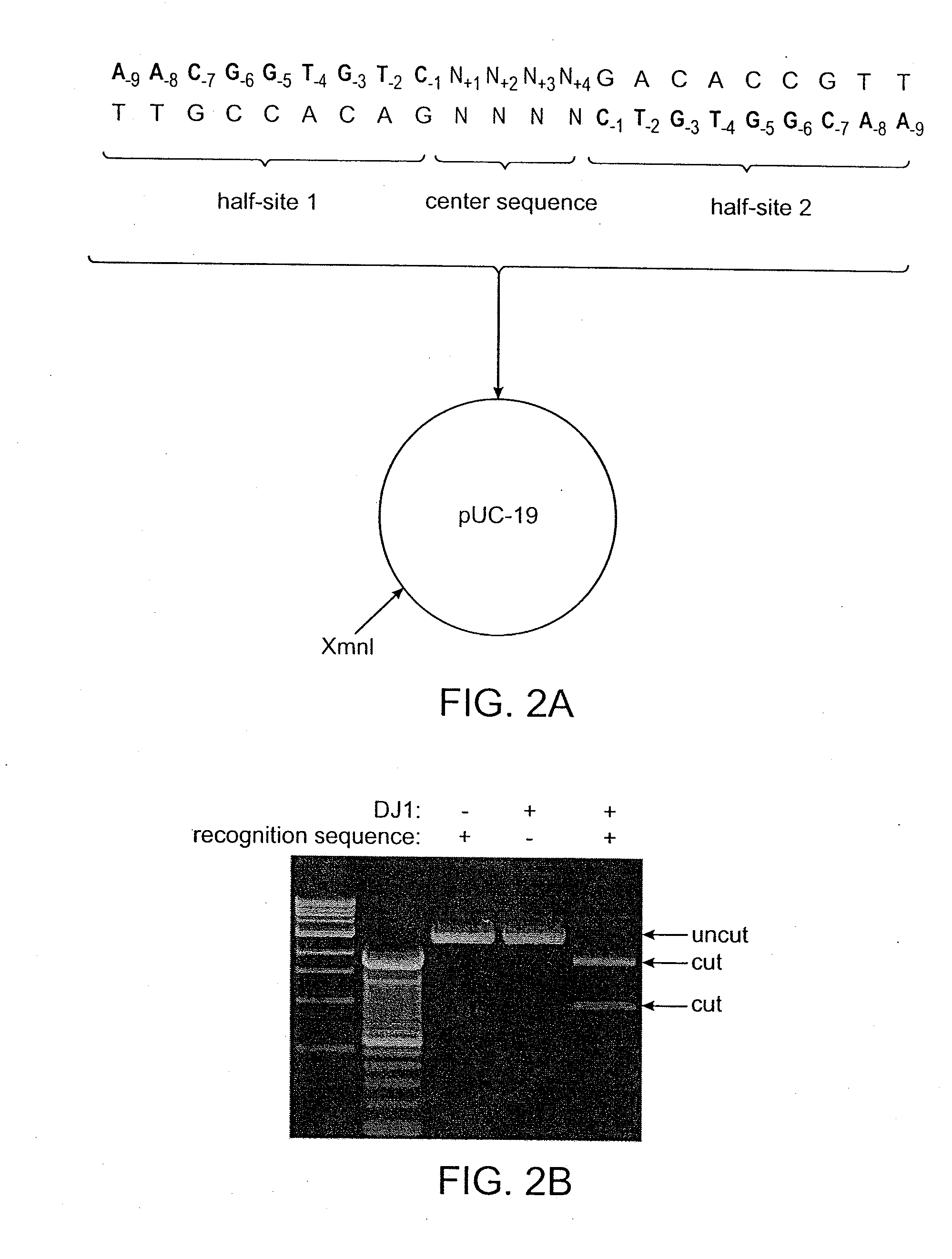 Recognition sequences for i-crei-derived meganucleases and uses thereof