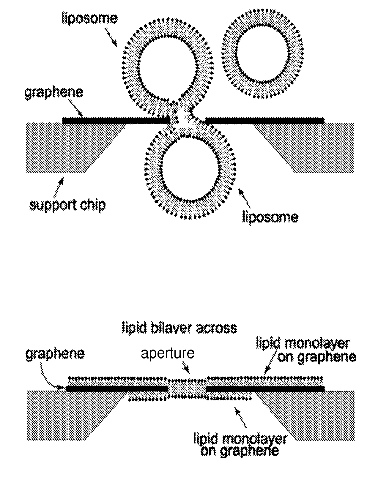 Nanopore device with graphene supported artificial lipid membrane