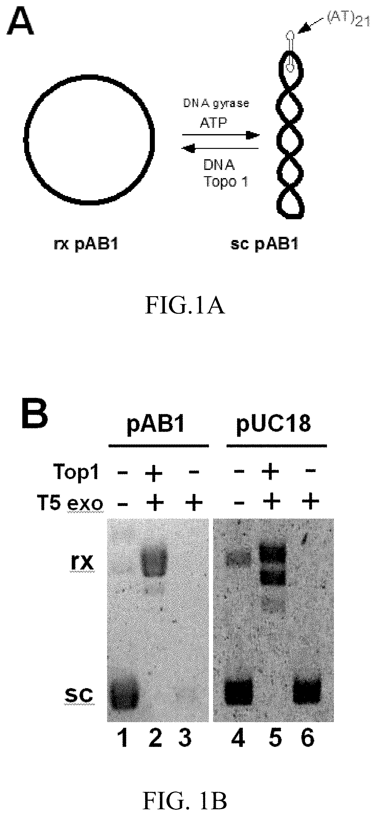 T5 exonuclease-based method to identify DNA topoisomerase inhibitors