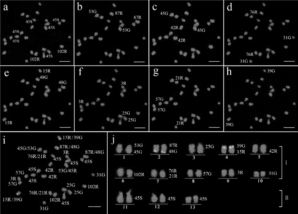 BAC markers for distinguishing 13 pairs of sesame chromosomes