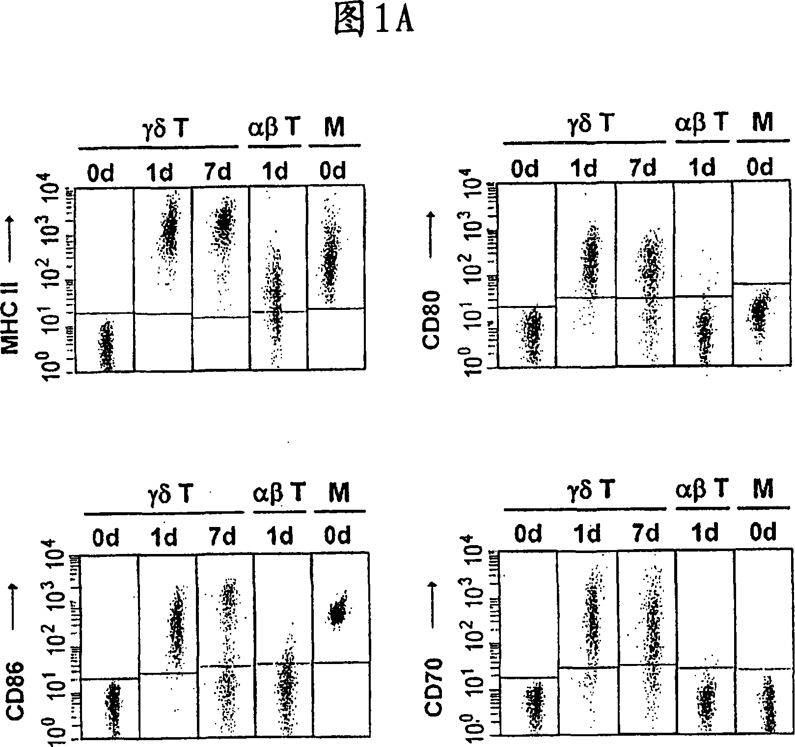 Preparation of antigen-presenting human gamma delta t cells and use in immunotherapy