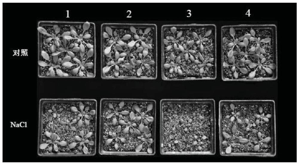 A tamarisk plasma membrane na  <sup>+</sup> /h  <sup>+</sup>  antiporter gene and its application