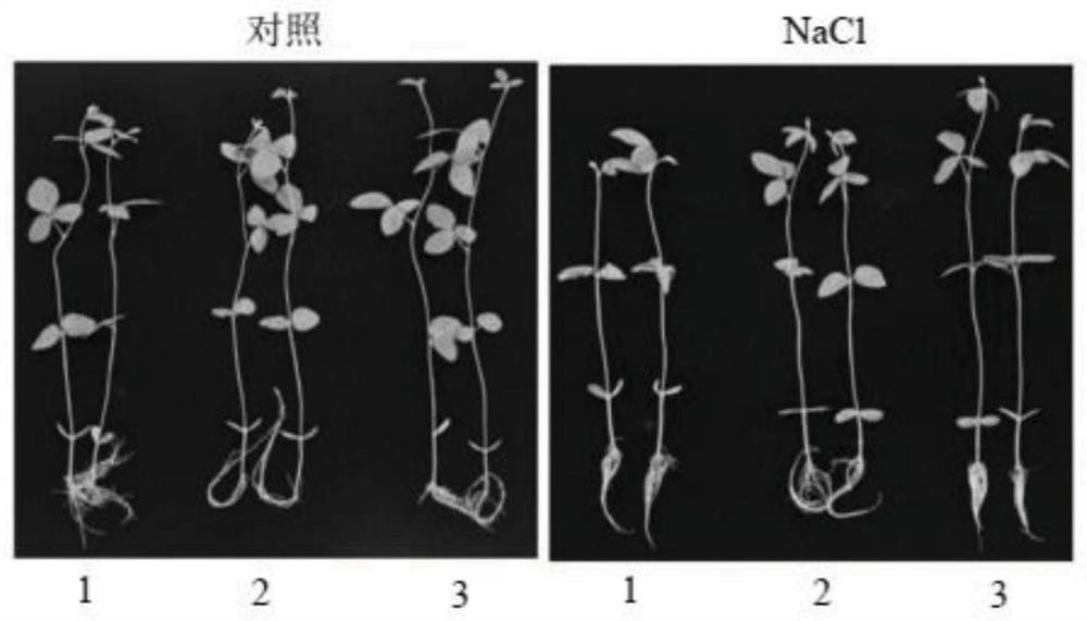 A tamarisk plasma membrane na  <sup>+</sup> /h  <sup>+</sup>  antiporter gene and its application