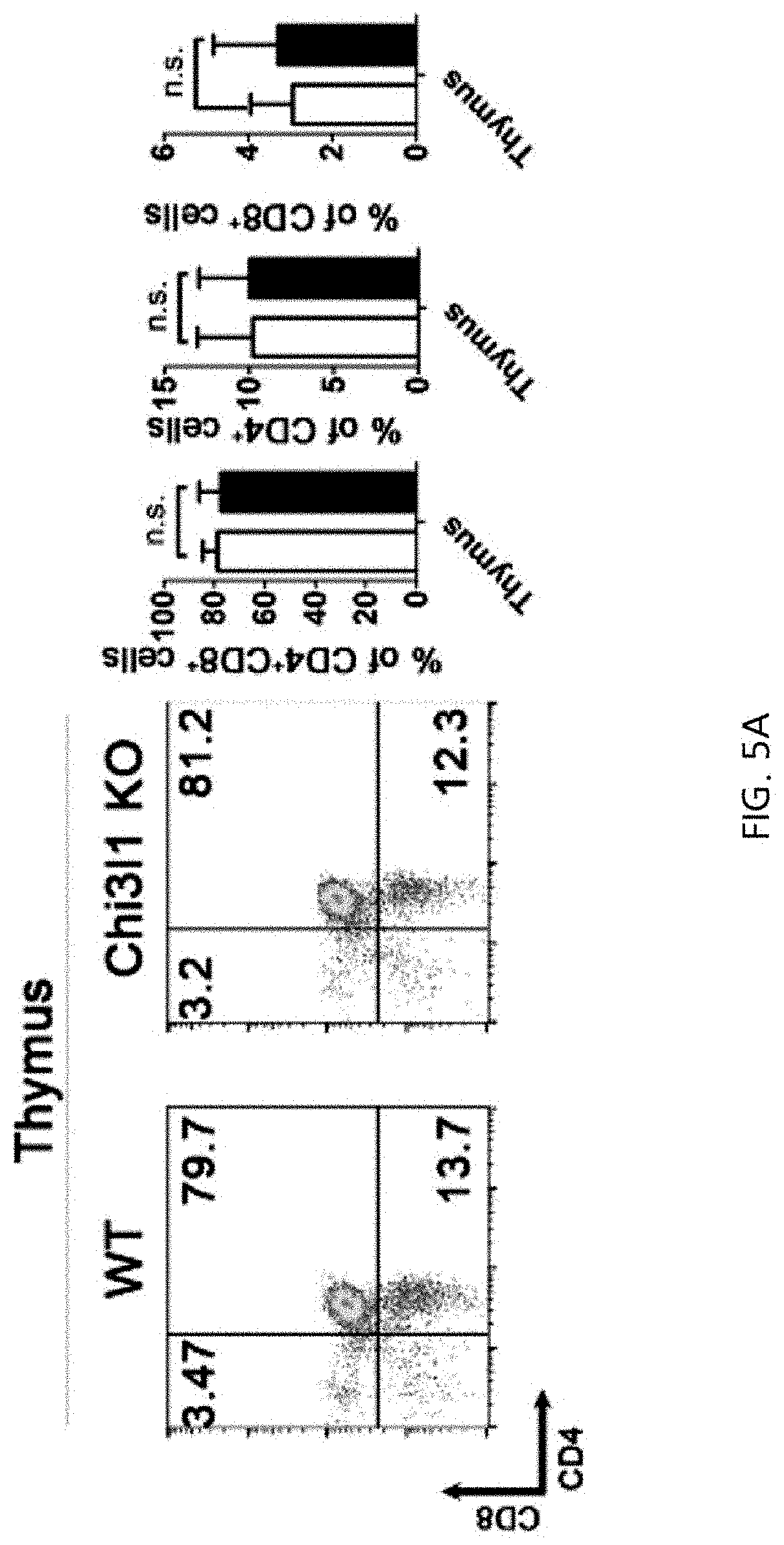 Pharmaceutical compositions for preventing or treating pulmonary metastasis of cancer including chi3l1 inhibitor as active ingredient