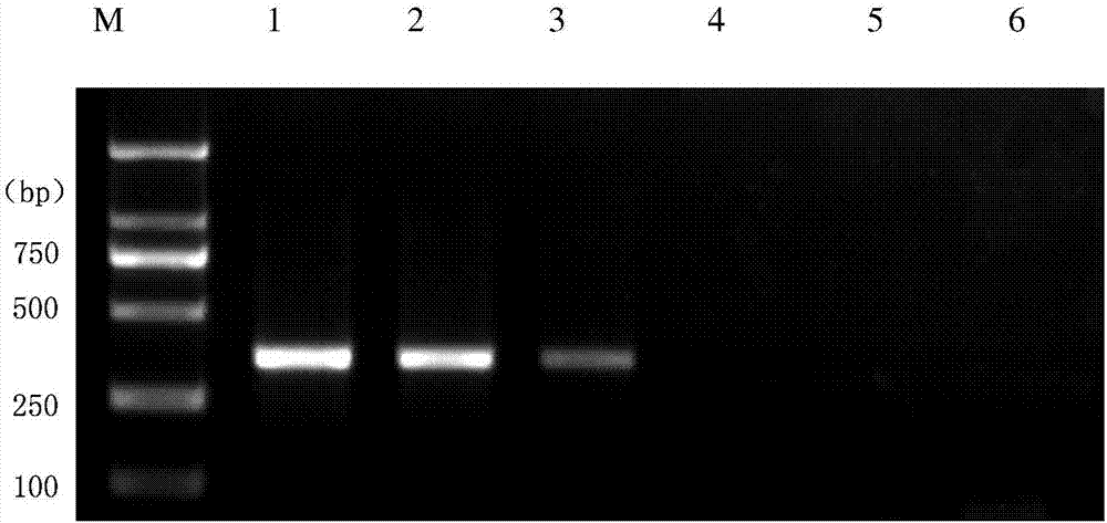Detection primer, kit and detection method for wolbachia in brown planthopper