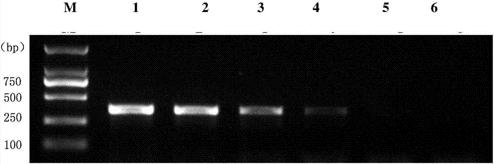 Detection primer, kit and detection method for wolbachia in brown planthopper