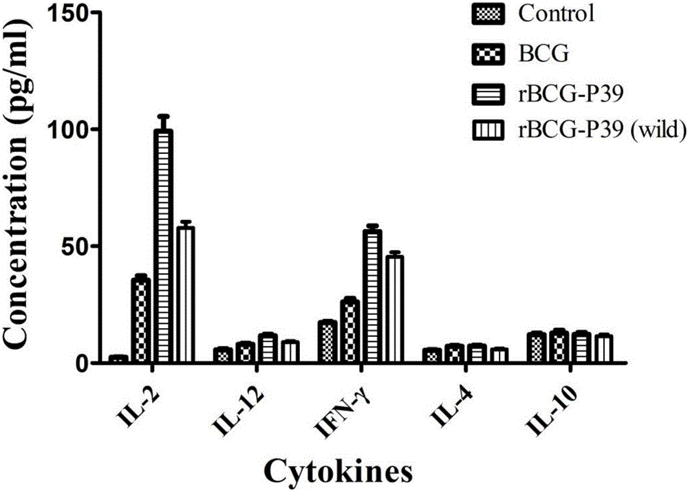 RBCG (Bacillus Calmette-Guerin) expressing Brucella melitensis P39 gene as well as construction method and application of rBCG