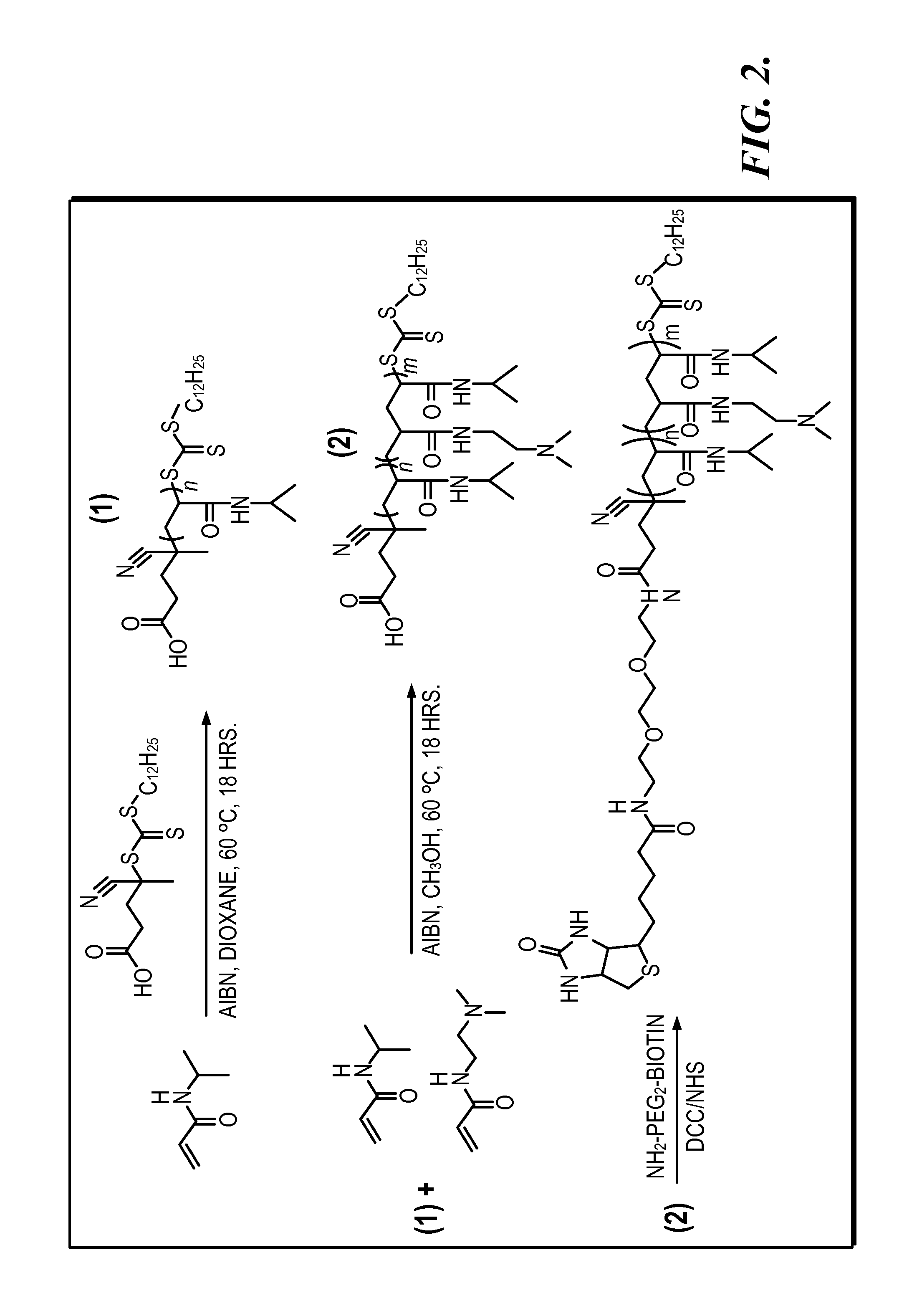 System and Method for Magnetically Concentrating and Detecting Biomarkers