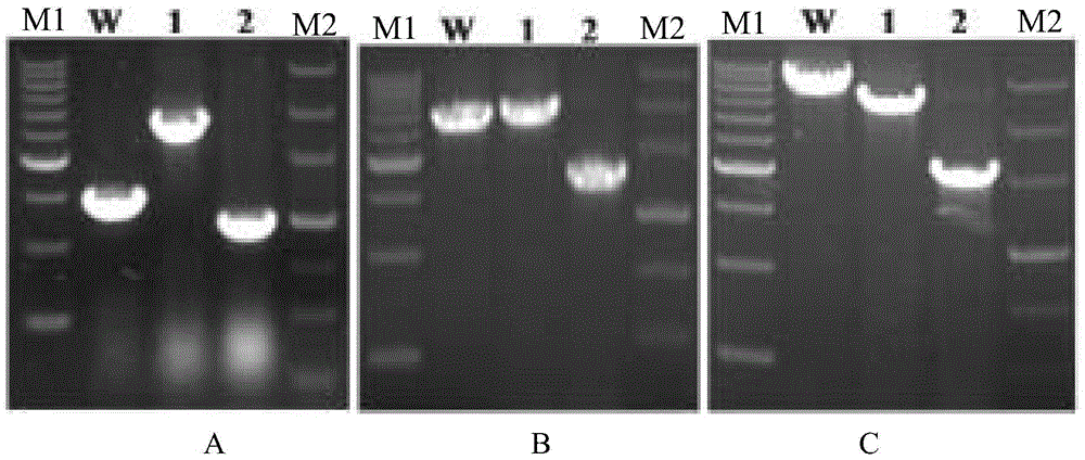 Recombinant Escherichia coli for synthesizing s-1,2-propanediol using L-lactic acid and its construction method