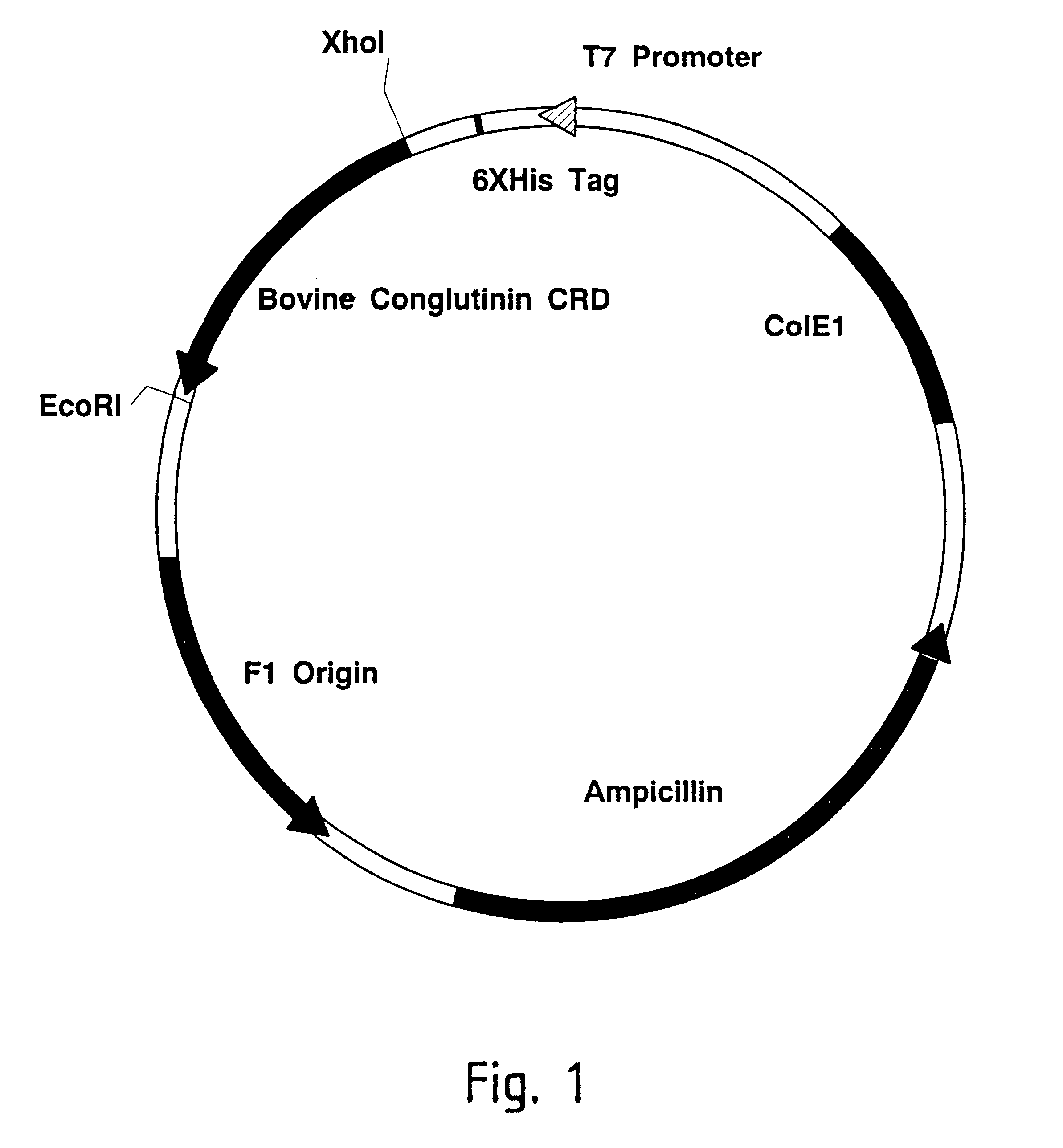 Methods for detecting anti-viral activity of calcium-dependent lectins