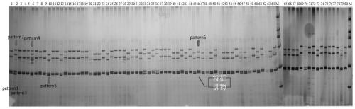 Polymorphic molecular marker for identifying Xinluzhong series cotton varieties, and application of polymorphic molecular marker