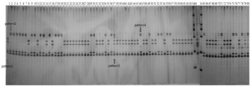 Polymorphic molecular marker for identifying Xinluzhong series cotton varieties, and application of polymorphic molecular marker