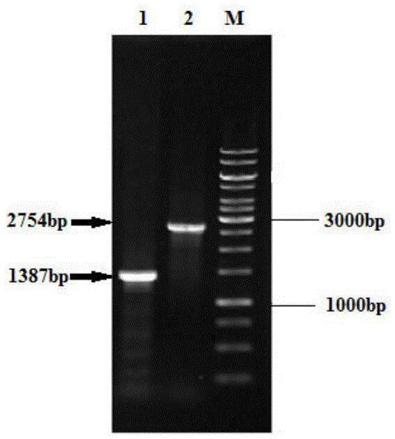 Corynebacterium glutamicum and method for overproduction of phosphatidylserine by means of corynebacterium glutamicum