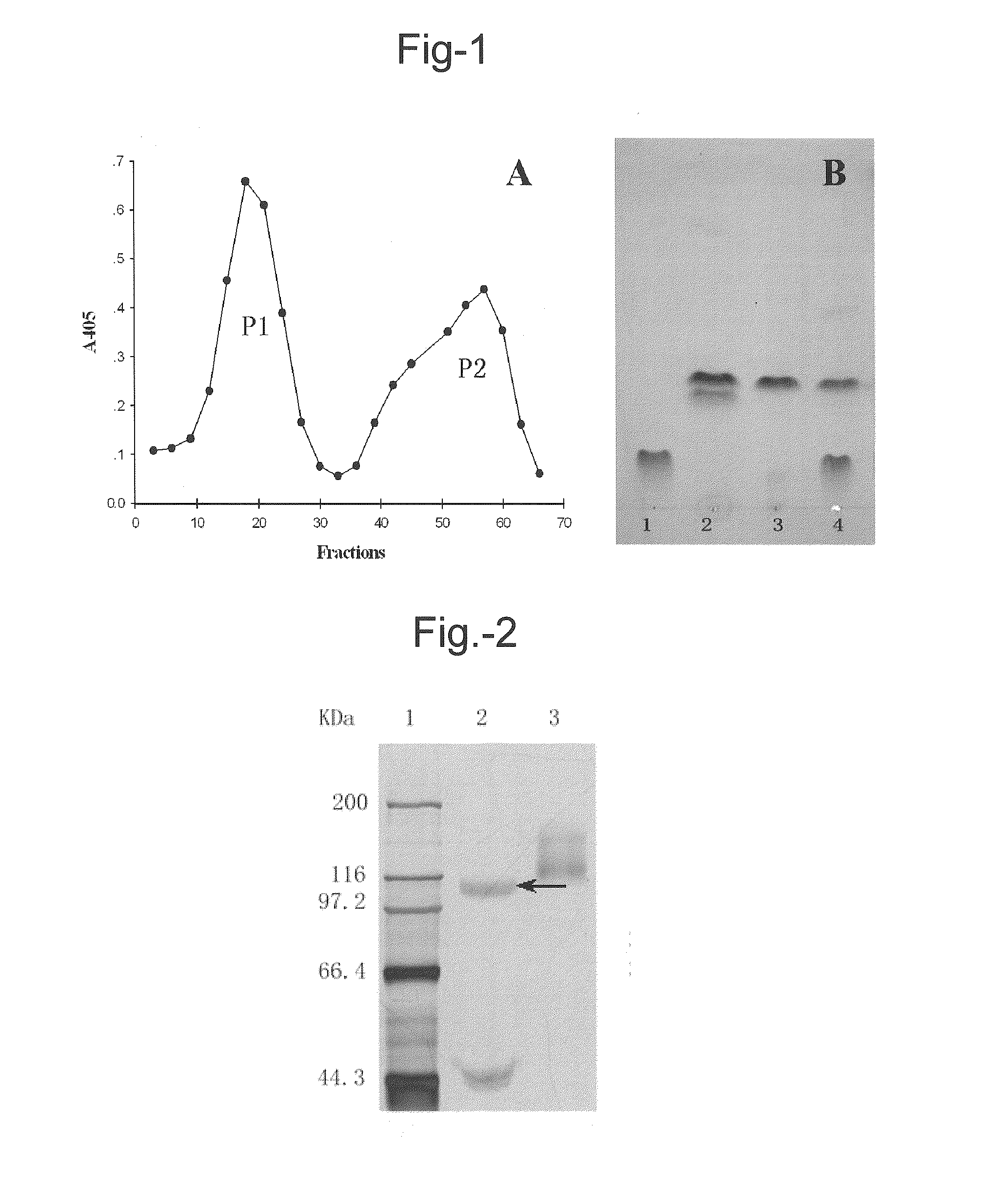 Glycosyl hydrolase with beta-xylosidase and beta-glucosidase activities and uses thereof