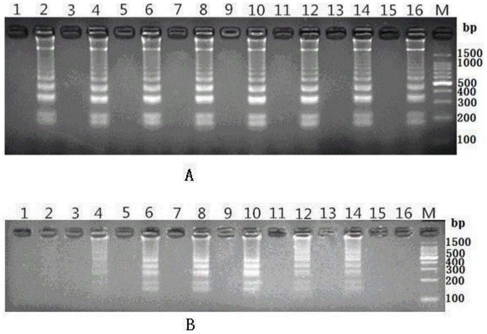 Double-LAMP (loop-mediated isothermal amplification) method for simultaneously detecting vibrio parahaemolyticus and vibrio vulnificus
