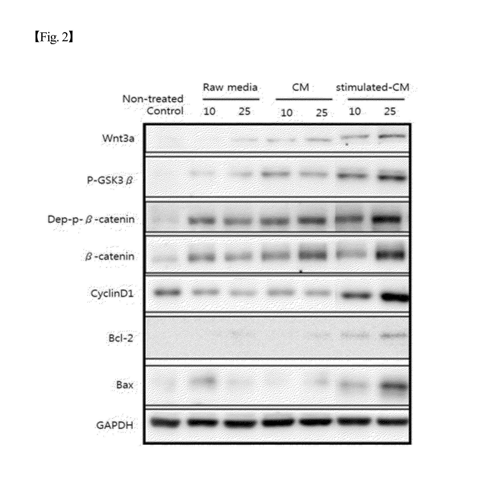 Hair growth promoting capacity of conditioned media of stimulated stem cells and use thereof