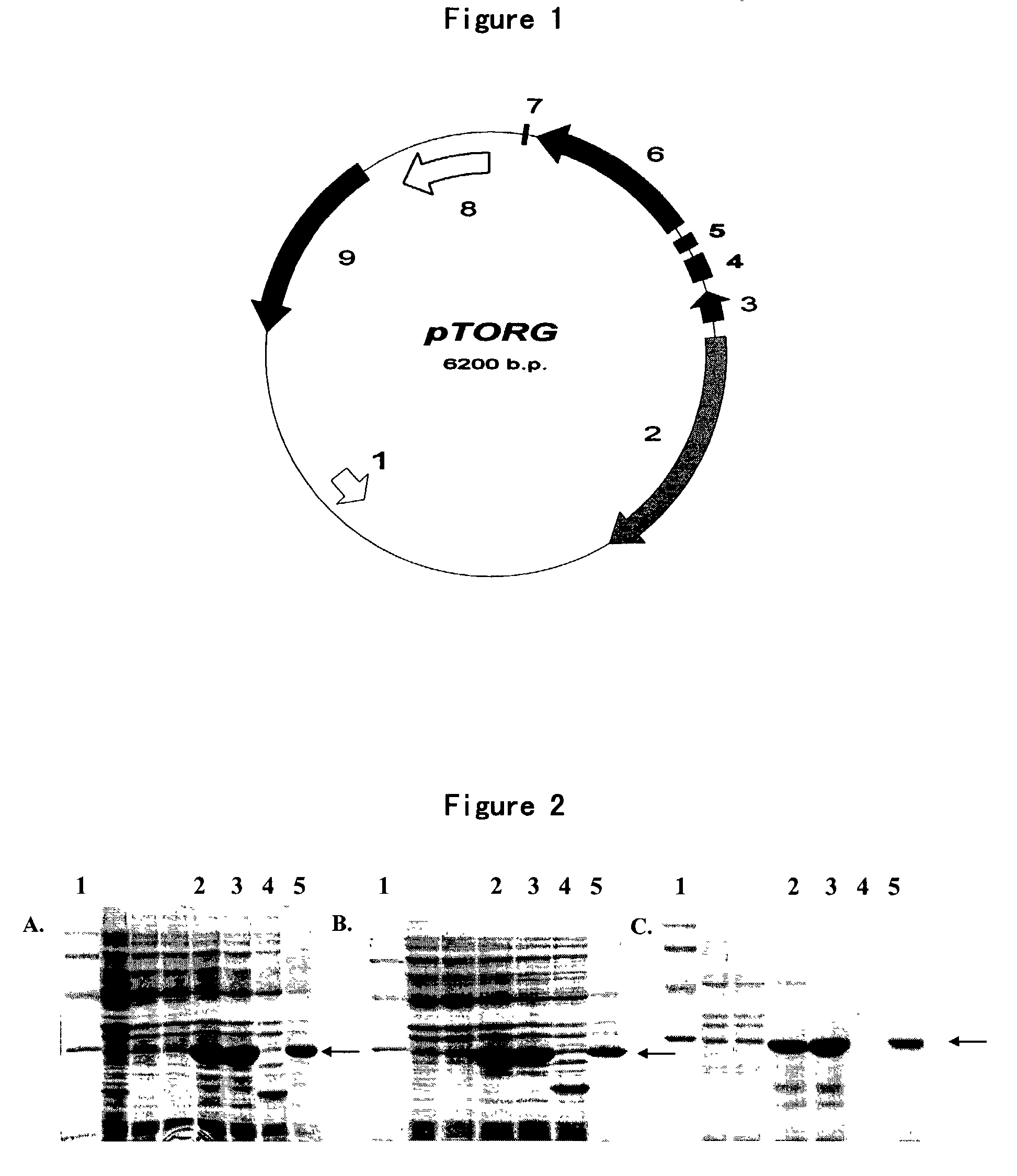 Method for enhancing solubility of recombinant protein products in <i>E. coli </i>