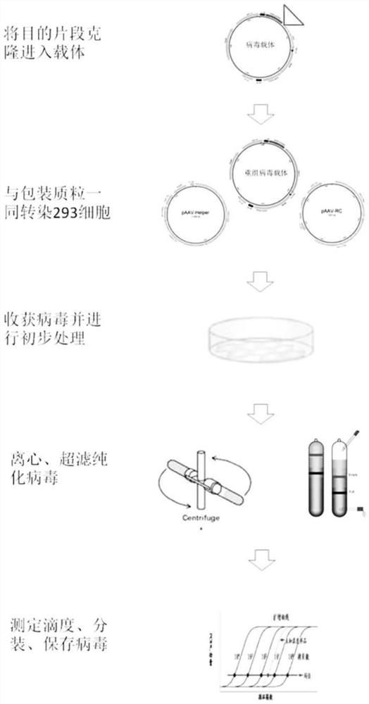 Method for inhibiting tau pathological prion transmission through mediation of adeno-associated viruses