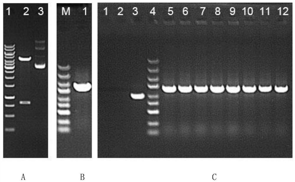 Method for inhibiting tau pathological prion transmission through mediation of adeno-associated viruses