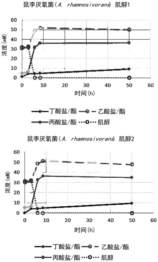 Bacteria comprising myo-inositol to propionic acid pathway