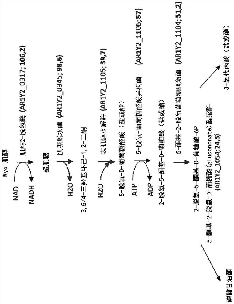 Bacteria comprising myo-inositol to propionic acid pathway