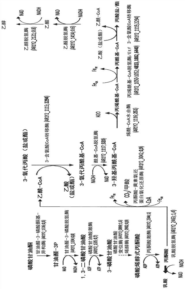 Bacteria comprising myo-inositol to propionic acid pathway