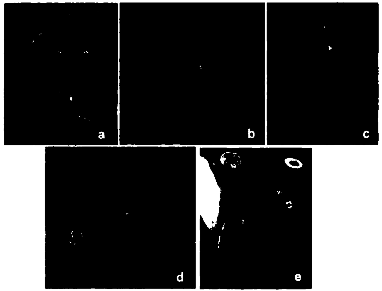 Grafting method for irradiating actinidia chinensis branches by means of high-energy carbon ion beam