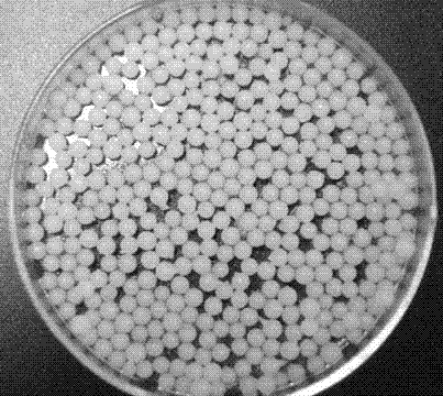 Piperazine degraded achromobacter strain MBPQ-CG and application thereof