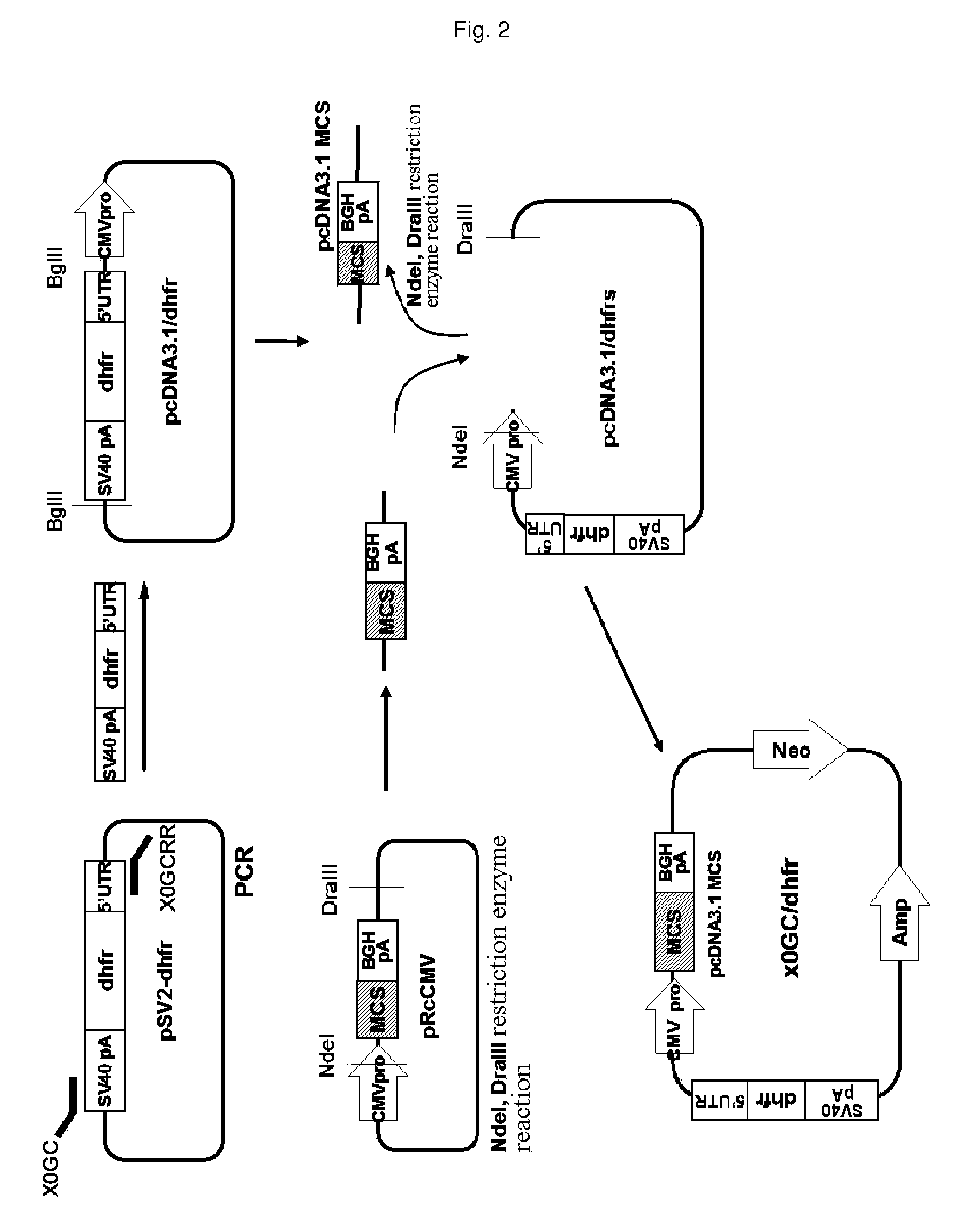 Vector and expression cell line for mass production of recombinant protein and a process of producing recombinant protein using same