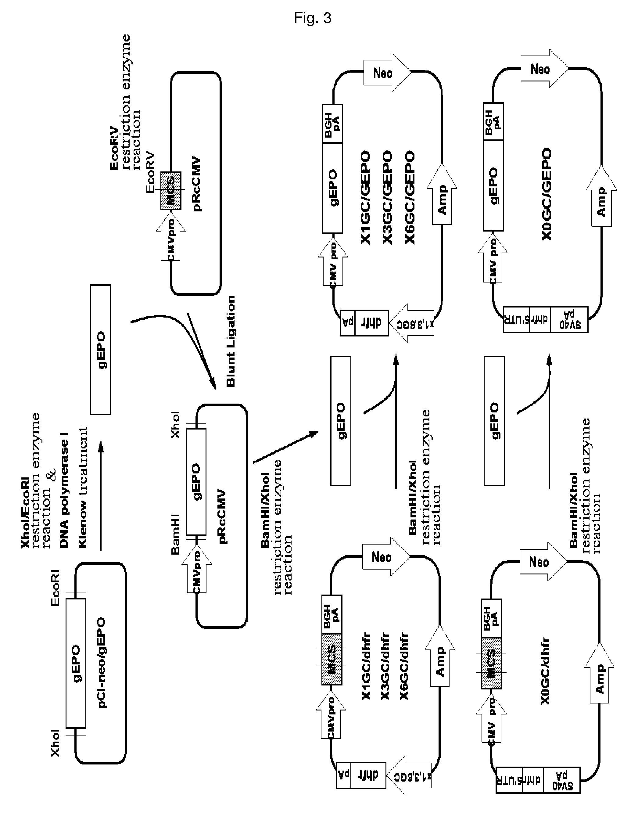 Vector and expression cell line for mass production of recombinant protein and a process of producing recombinant protein using same