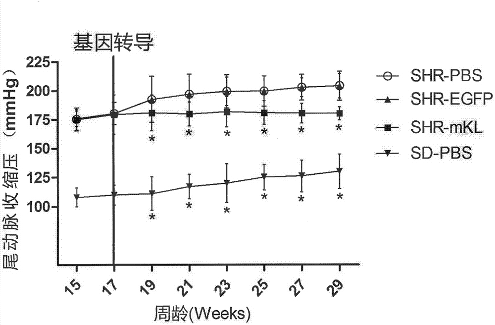 Application of Klotho adeno-associated virus to preparation of medicine for treating hypertensive heart disease of spontaneous hypertensive rat (SHR)