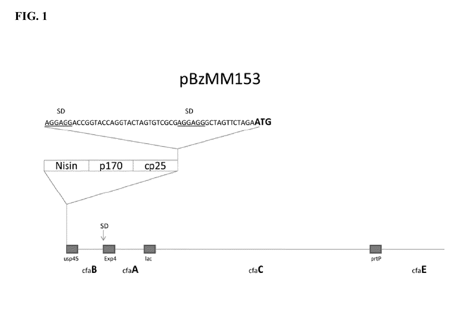 Recombinant lactococcus lactis expressing escherichia coli colonization factor antigen i (cfa/i) fimbriae and their methods of use