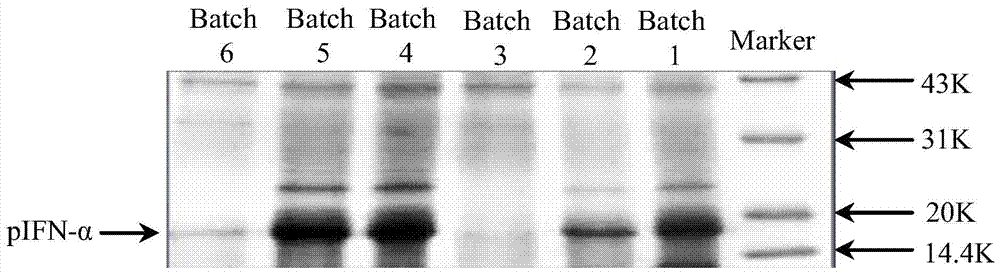 A method for stably producing porcine alpha interferon using recombinant Pichia pastoris