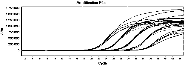 RT-PCR detection method and kit for novel coronavirus