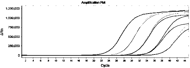 RT-PCR detection method and kit for novel coronavirus