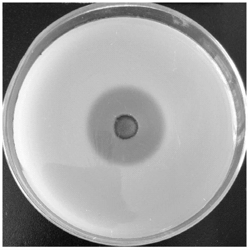 A kind of trichoderma dark viride producing high temperature resistant ferulic acid esterase and high temperature resistant cellulase and application thereof