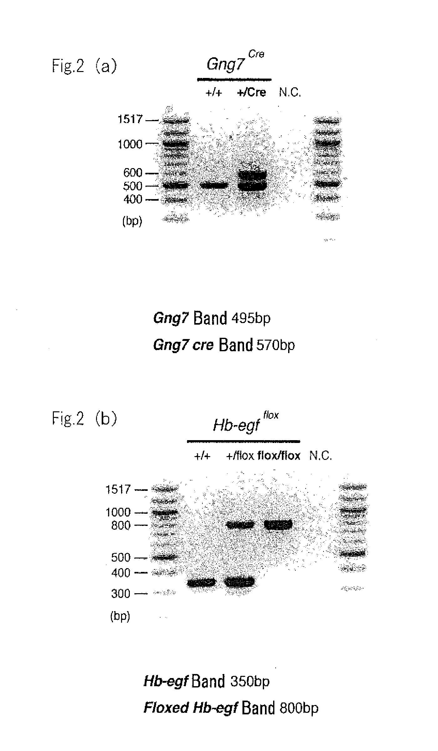 Hb-egf deficient transgenic animal and production method thereof